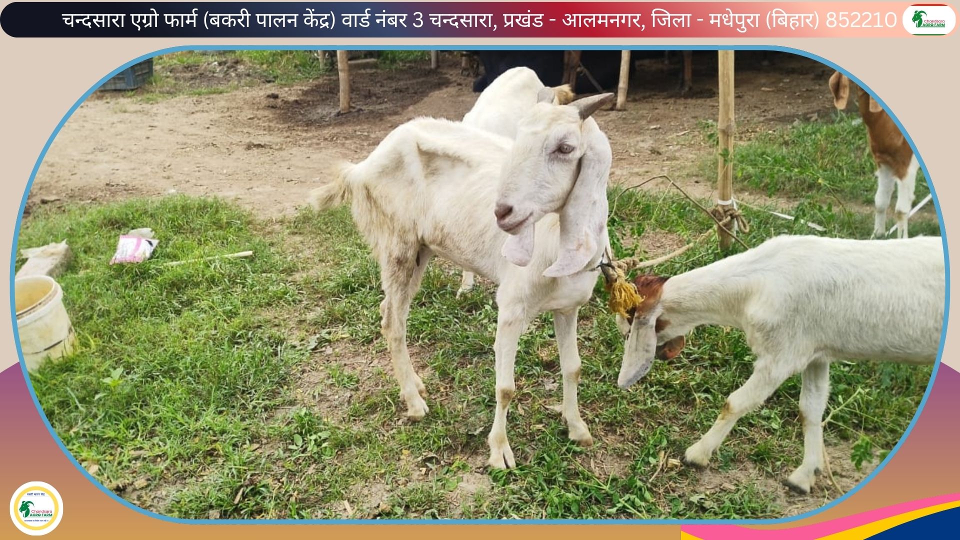 Chandsara Agro Farm (Bakri Farm) 10